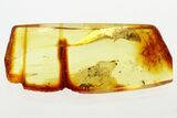 Detailed Hairy Fungus Beetle (Mycetophagidae) in Baltic Amber #343315-1